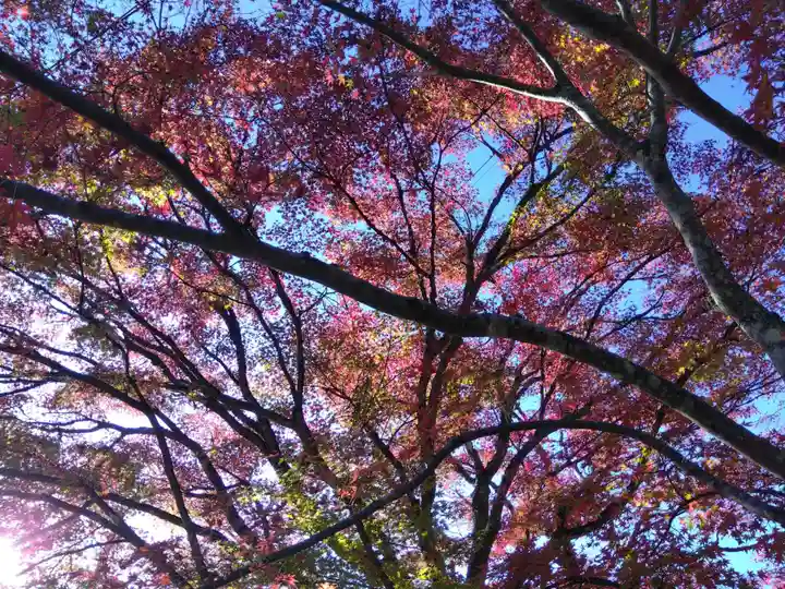 古知谷阿弥陀寺の自然