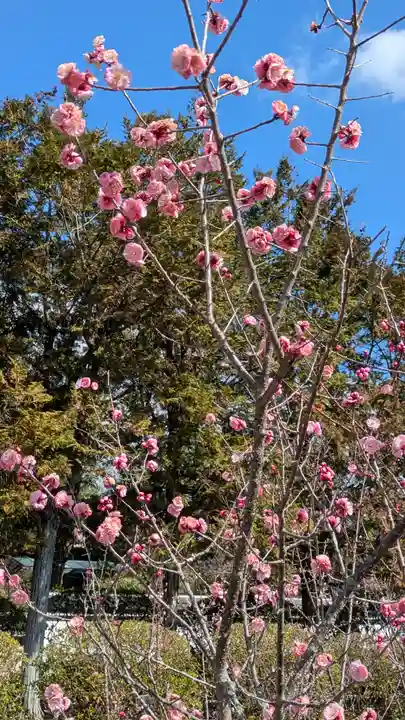隨心院(随心院)(京都府)