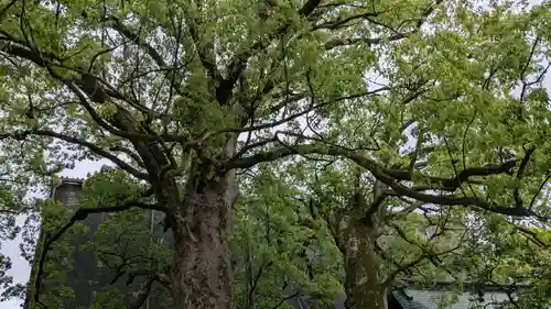 太宰府天満宮の自然