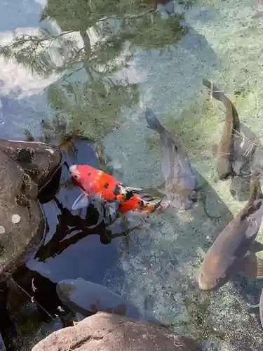 甲斐善光寺の動物