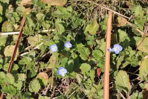 高司神社〜むすびの神の鎮まる社〜の自然