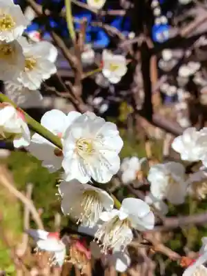 本郷氷川神社(東京都)