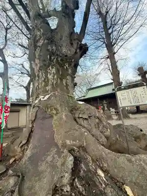 諏訪神社の{uncategorized: "未分類", other: "その他", undefined: "問題あり", building: "その他建物", grave: "お墓", sacred_gate: "鳥居", guardian: "狛犬", statue: "像", buddha: "仏像", history: "歴史", nature: "自然", garden: "庭園", animal: "動物", pagoda: "塔", temizu: "手水舎", mountain_gate: "山門・神門", sanctuary: "本殿・本堂", subordinate: "末社・摂社", art: "芸術", scenery: "景色", jizo: "地蔵", ema: "絵馬", goshuin: "御朱印", omikuji: "おみくじ", items: "授与品その他", amulet: "お守り", goshuincho: "御朱印帳", eats: "食事", festival: "お祭り", votive_dance: "神楽", shichigosan: "七五三参", wedding: "結婚式", experience: "体験その他", initially: "初詣", around: "周辺", anti_infection: "感染症対策"}