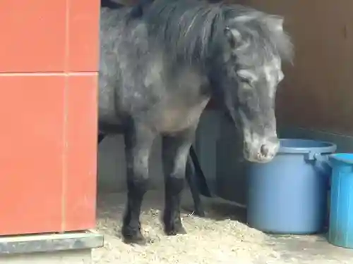 神田神社（神田明神）の動物
