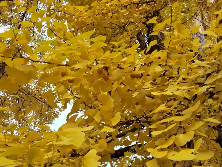 上川神社の自然