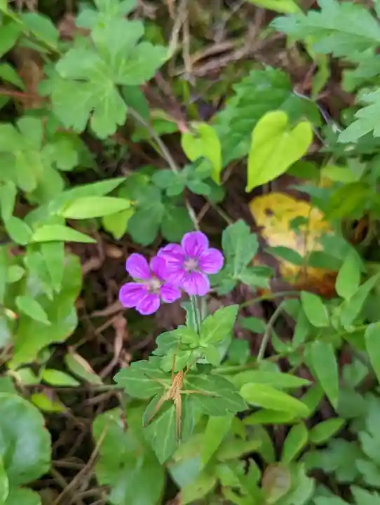 常照寺(京都府)