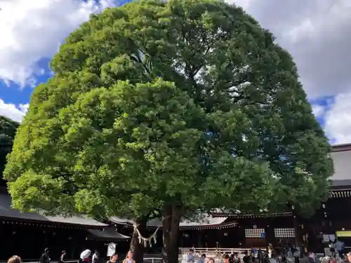 明治神宮の自然