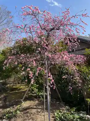 妙智院(京都府)