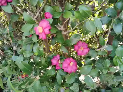 善導寺(群馬県)