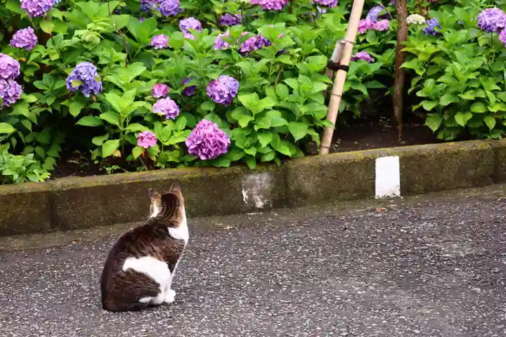 白山神社(東京都)