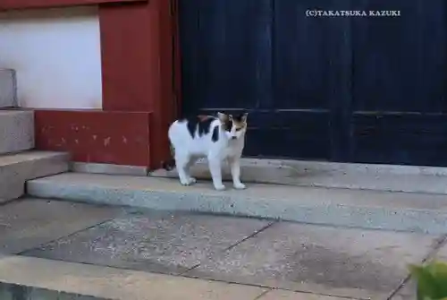 東神奈川熊野神社(神奈川県)