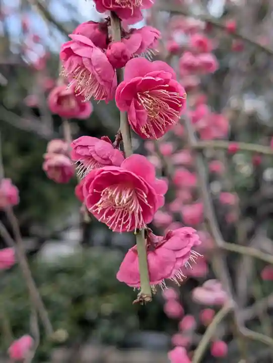 白山神社(東京都)