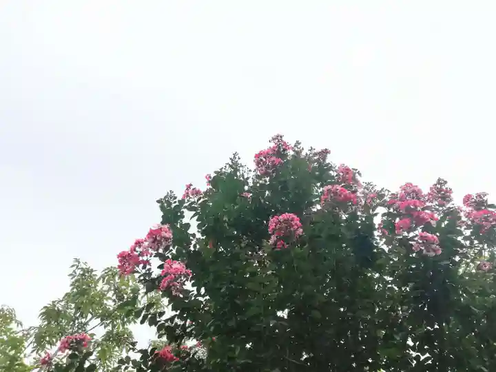 増上寺塔頭 三縁山 宝珠院の自然