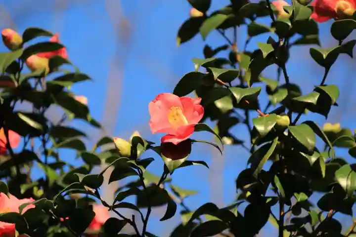 阿久津「田村神社」(郡山市阿久津町)旧社名:伊豆箱根三嶋三社の庭園