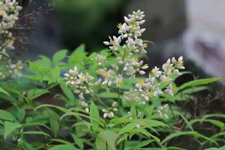 鹿島大神宮の自然