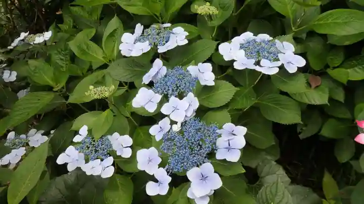 二本松寺の自然