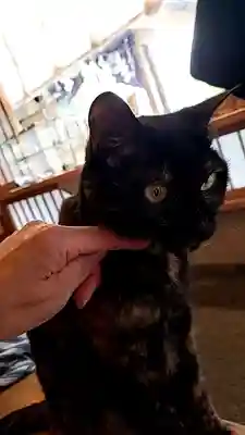 五十稲荷神社(栄寿稲荷神社)(東京都)