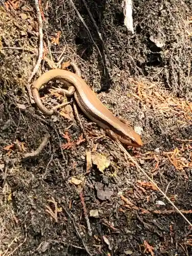 三峯神社(埼玉県)