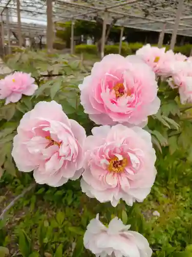 曼陀羅寺の自然
