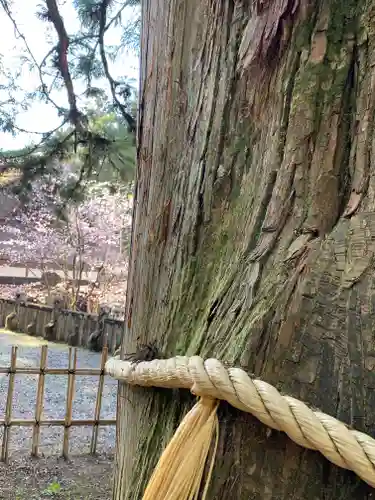 戸隠神社中社の周辺