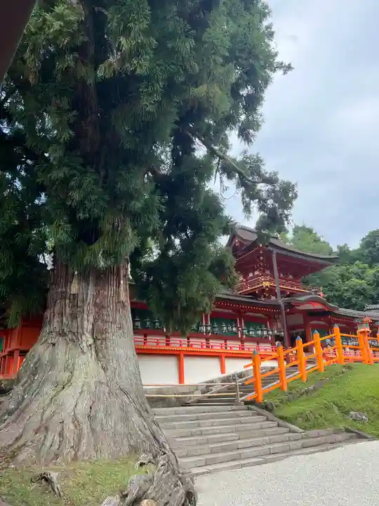 春日大社の自然