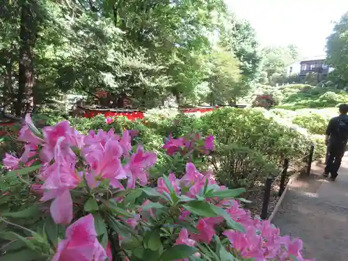 根津神社の自然