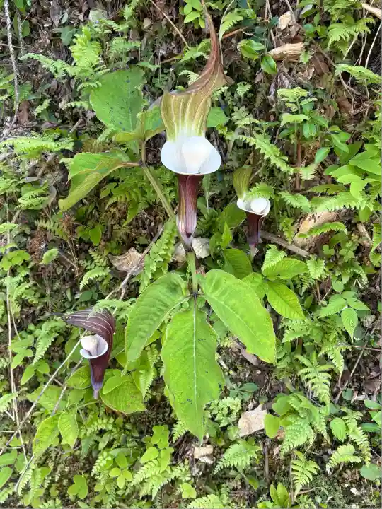 正八幡神社(徳島県)