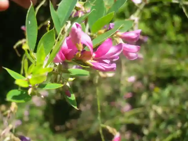浄光明寺の自然