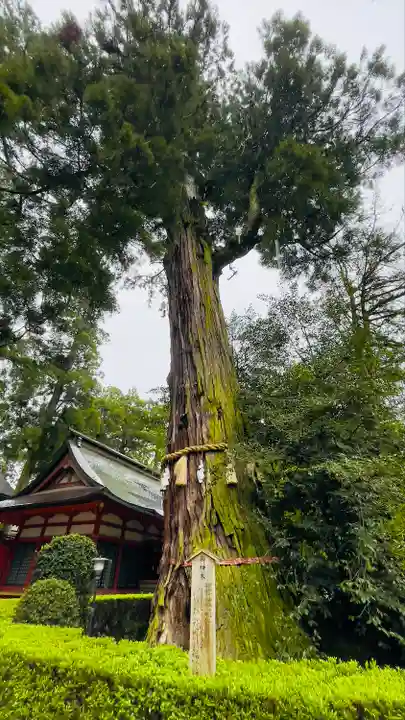 香取神宮の自然