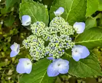 白旗神社(西御門)の自然