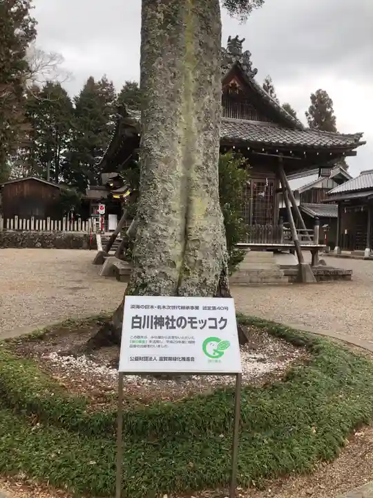 白川神社の自然