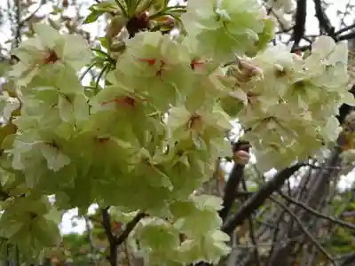 野津田薬師堂(福王寺)の自然