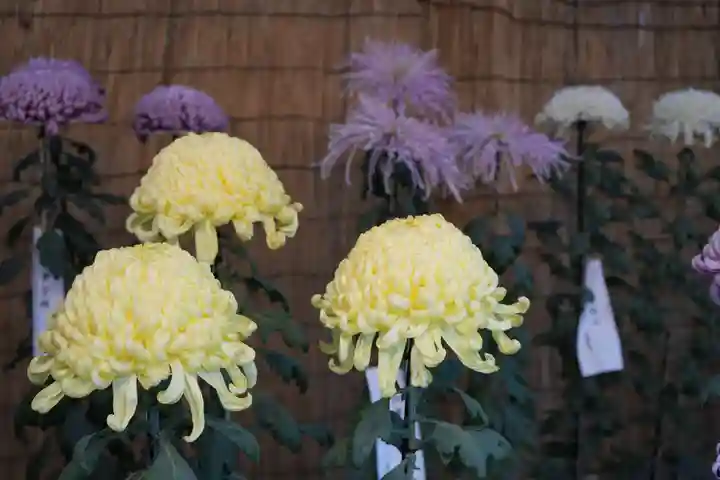 明治神宮(東京都)