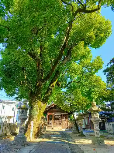 神明社（堀越神明社）の自然