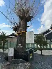 八幡社（寺津八幡社）の自然