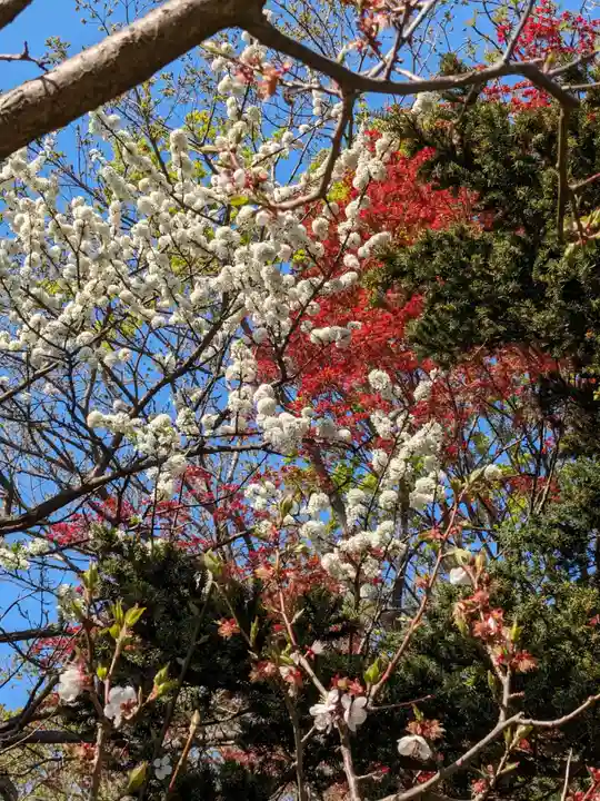北海道神宮の自然