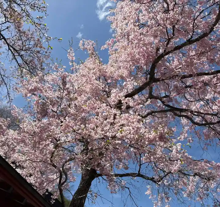 東円寺の{uncategorized: "未分類", other: "その他", undefined: "問題あり", building: "その他建物", grave: "お墓", sacred_gate: "鳥居", guardian: "狛犬", statue: "像", buddha: "仏像", history: "歴史", nature: "自然", garden: "庭園", animal: "動物", pagoda: "塔", temizu: "手水舎", mountain_gate: "山門・神門", sanctuary: "本殿・本堂", subordinate: "末社・摂社", art: "芸術", scenery: "景色", jizo: "地蔵", ema: "絵馬", goshuin: "御朱印", omikuji: "おみくじ", items: "授与品その他", amulet: "お守り", goshuincho: "御朱印帳", eats: "食事", festival: "お祭り", votive_dance: "神楽", shichigosan: "七五三参", wedding: "結婚式", experience: "体験その他", initially: "初詣", around: "周辺", anti_infection: "感染症対策"}