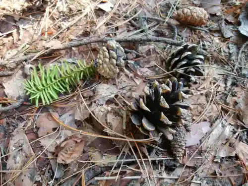 白石神社の自然