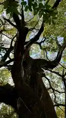 若一神社(京都府)