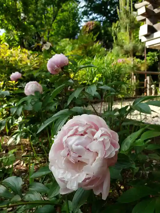 鳩森八幡神社の自然