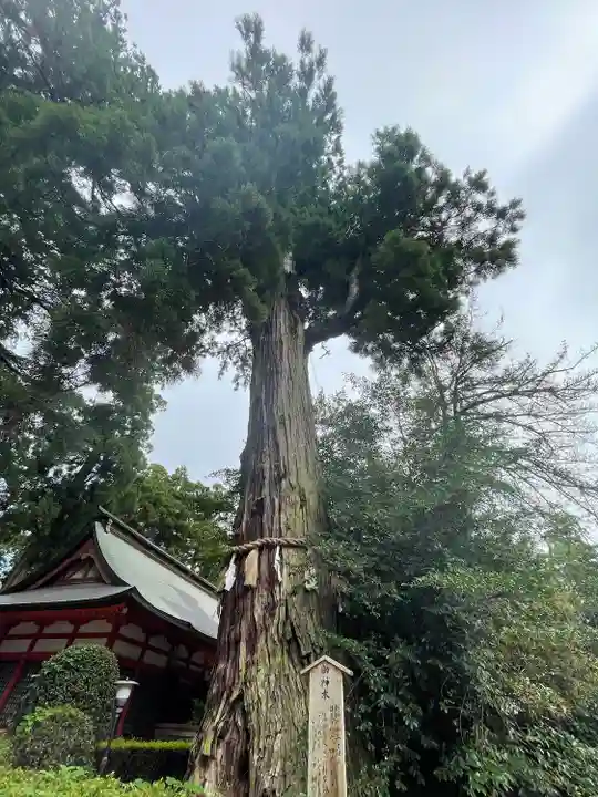 香取神宮の自然