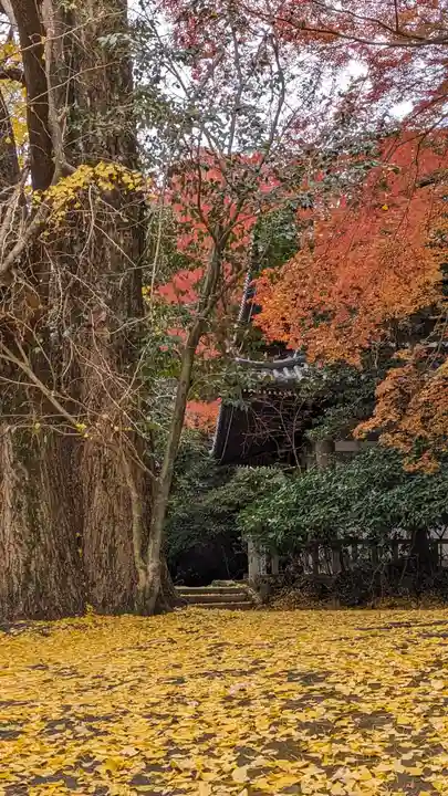 観音寺(山崎聖天)(京都府)