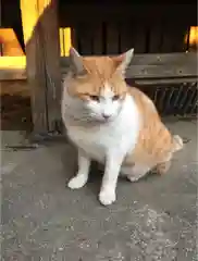 唐澤山神社の動物