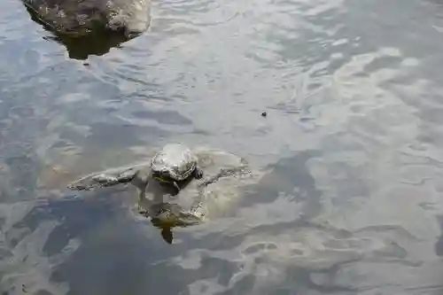 白蛇辨財天の動物