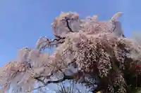 貝山薬師堂の自然