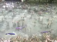 根道神社の動物