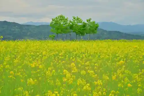 沢山神社（澤山神社)(新潟県)