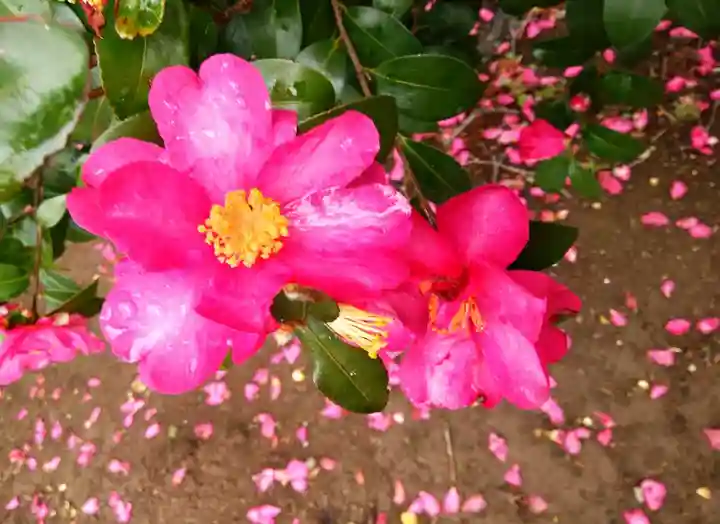 徳川東照宮(群馬県)