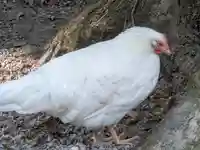 伊勢神宮外宮(豊受大神宮)(三重県)