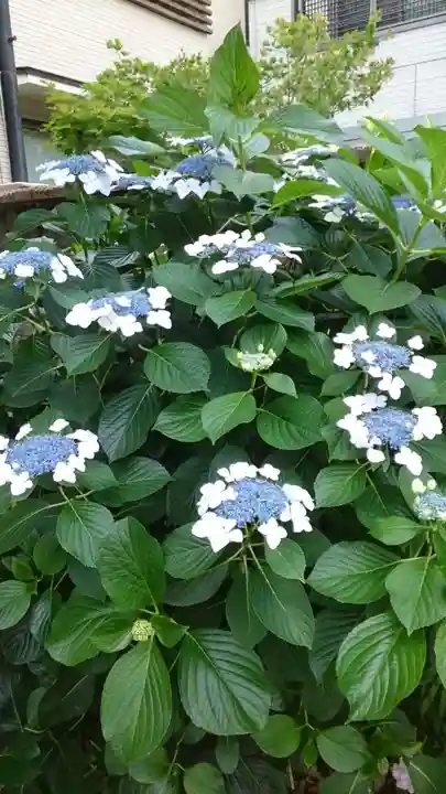 秋葉神社(東京都)